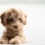 Photo Cute animals